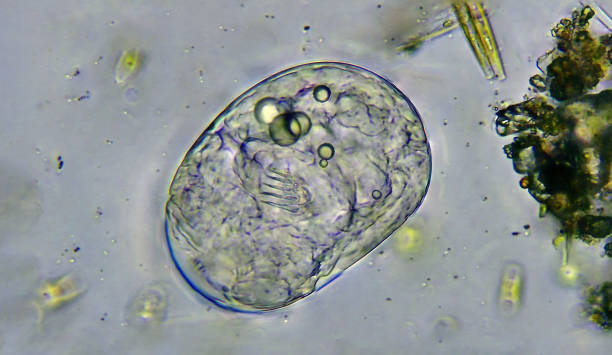 Embryo of micro organism developing in egg stock photo
