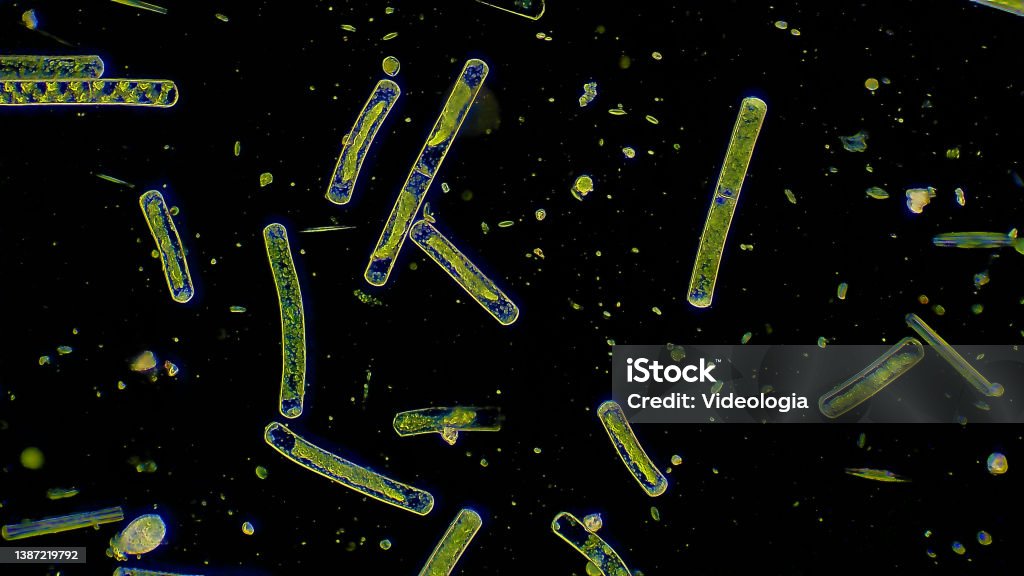 Alcl Under Microscope Algae Cells Under Microscope Magnification Stock Photo - Download Image ...