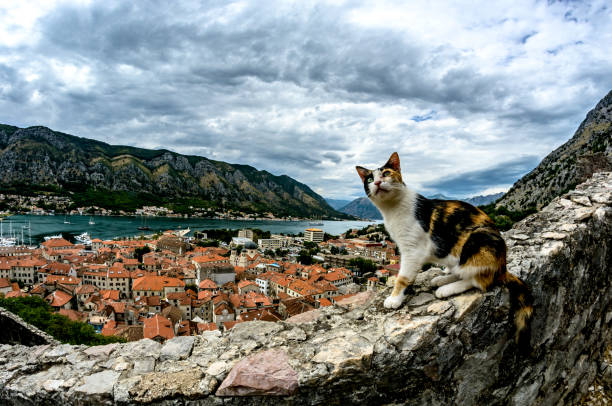 A cat sits on a high stone wall overlooking the city A cat sits on a high stone wall overlooking the city. climbing up a hill stock pictures, royalty-free photos & images