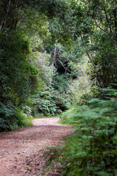 A dirt road leading through the thick forest with light shining at the back