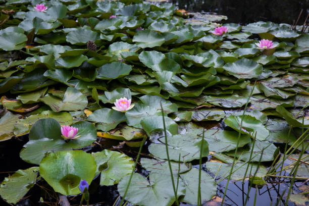 istock A pond filled with pink water lilies 1387221881