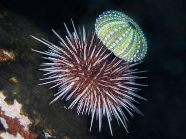 close up of a live sea urchin - green sea urchin fotos imagens e fotografias de stock