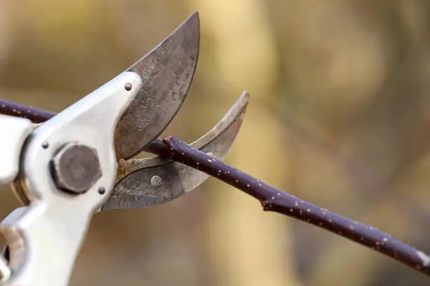 secateurs cuts fruit tree branch above the bud, close up of gardening work in spring.
