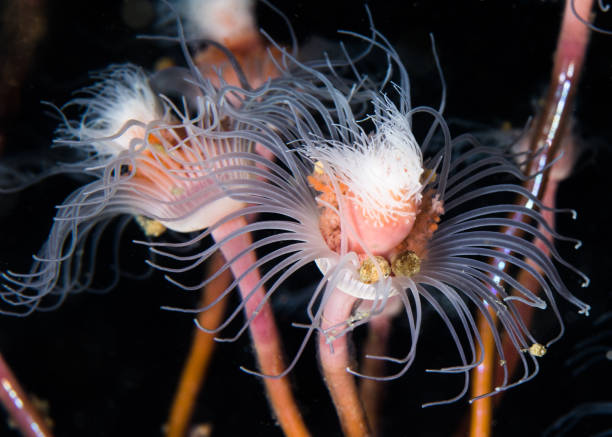 Tubular hydroid (Tubularia warreni) underwater with its pink and white polyps