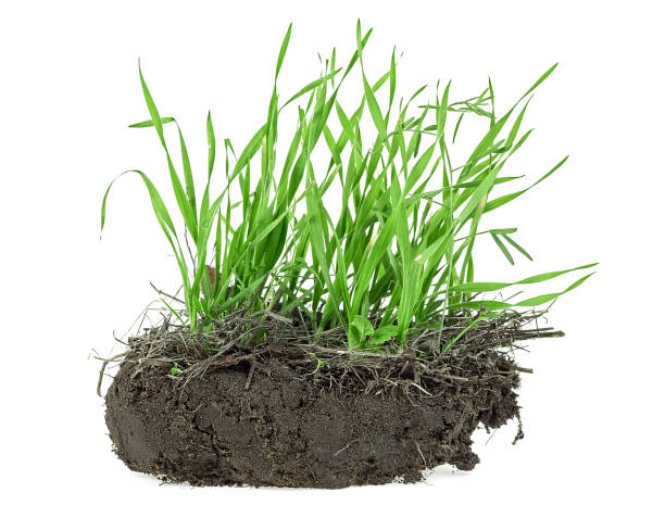 istock Green grass with soil isolated on a white background, front view. 1387223383