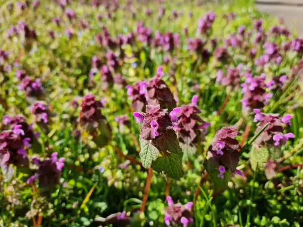 Red henbit grows with square stems to 5–20 cm, Young plants have edible tops and leaves, used in salads or in stir-fry as a spring vegetable. If finely chopped it can also be used in sauces