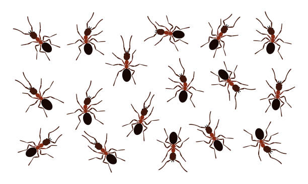 Brown ant insects black silhouettes vector illustration isolated on white background. Brown ant insects black silhouettes vector illustration isolated on white background. Ant colony fauna black silhouettes symbol species collection. ants teamwork stock illustrations