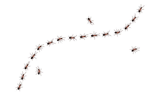 Brown worker ants trail line flat style design vector illustration isolated on white background. Brown worker ants trail line flat style design vector illustration isolated on white background. Top view of ants bug road trail marching in the line row. Pest control or insect searching concept. anthill stock illustrations