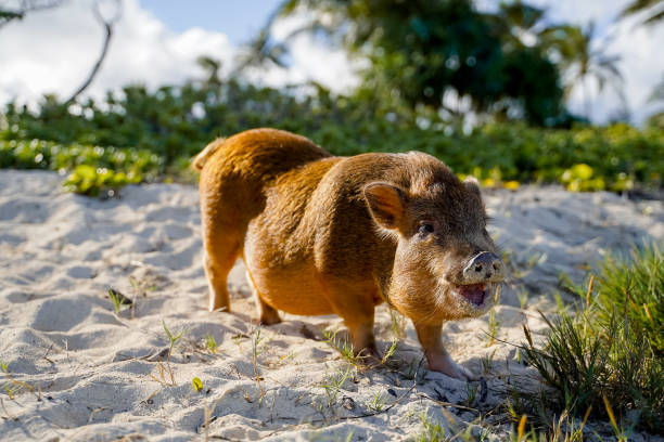 istock Pig is on the Hawaiian Beach 1387224416