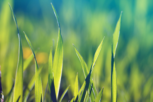 Close up of a green grass with blue sky in the background. Shallow depth of field, blurry background.