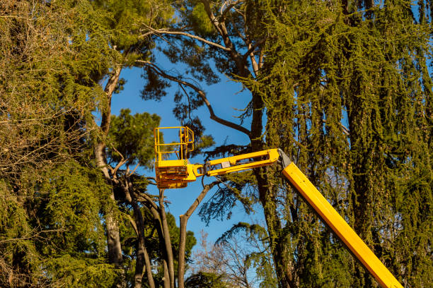 istock platform lift on the tree canopy and blue sky to prune the branches 1387227158