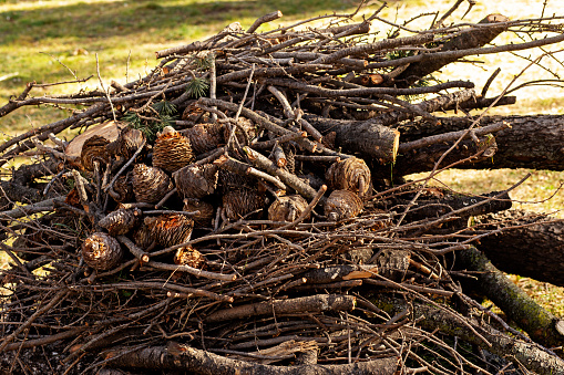 pine branches cut and piled up on the ground