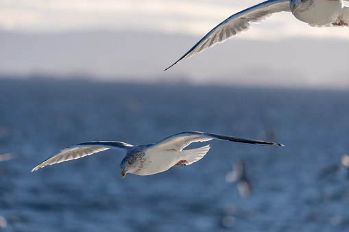 Seagulls and birds: animal behavior and portraits shot from a fishing boat deck.