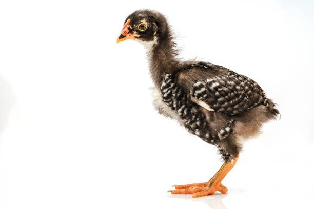 istock barred plymouth rock chicken isolated on white background. 1387240697