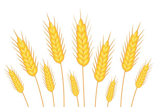 ilustrações de stock, clip art, desenhos animados e ícones de wheat banner. happy shavuot. template for your design. vector illustration - brown bread illustrations