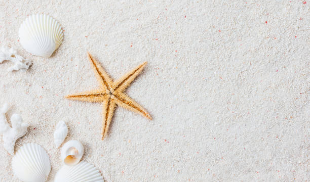 istock Beach with seashells and starfish for background 1387242401