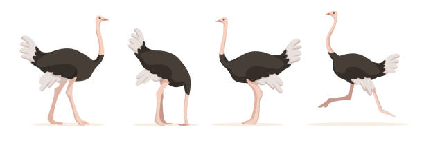 Set of ostriches in different angles and emotions in a cartoon style. Vector illustration of herbivorous African animals isolated on white background. Set of ostriches in different angles and emotions in a cartoon style. Vector illustration of herbivorous African animals isolated on white background. nature clipart stock illustrations