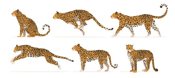 Vector illustration of Set of cheetah or leopard in different angles and emotions in a cartoon style. Vector illustration of predators African animals isolated on white background.