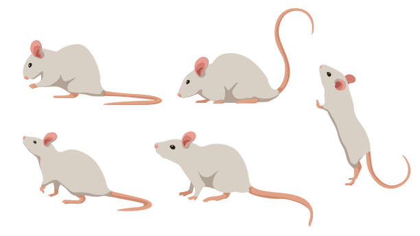 만화 스타일의 다른 각도와 감정의 흰색 마우스 세트. 흰색 배경에 고립 된 초식 동물의 벡터 그림. - 쥐 stock illustrations