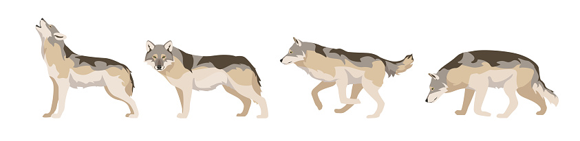 Set of wolves in different angles and emotions in a cartoon style. Vector illustration of predators European animals isolated on white background.