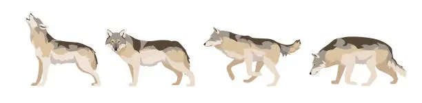 Vector illustration of Set of wolves in different angles and emotions in a cartoon style. Vector illustration of predators European animals isolated on white background.