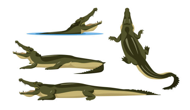 ilustrações, clipart, desenhos animados e ícones de conjunto de crocodilos em diferentes ângulos e emoções em um estilo de desenho animado. ilustração vetorial de predadores animais africanos isolados em fundo branco. - crocodilo