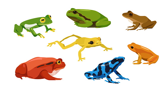 Set of frogs in cartoon style. Vector illustration of reptiles isolated on white background. Types of frogs in the picture glass, tree, craugastor, tomato, golden poison, mantella, poison dart.