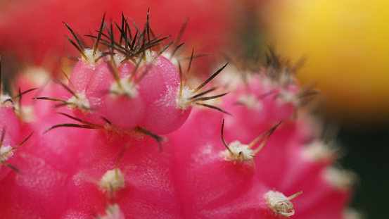 Close up thorns of Cactus. it name is Gymno or Gymnocalycium mihanovichii.