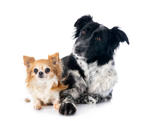 istock border collie and chihuahua in studio 1387247515