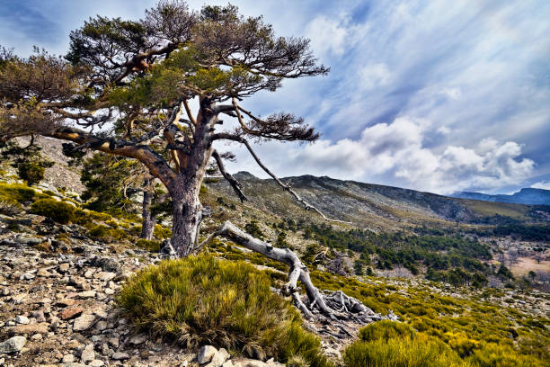 istock Pinos en la Sierra de Gredos 1387250284