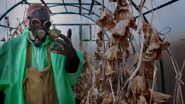 Unrecognizable male with gas mask in green raincoat checks harvest in greenhouse