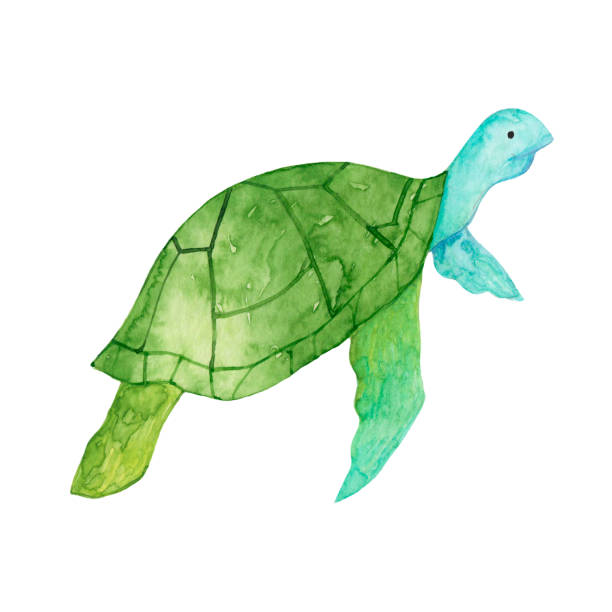 istock Watercolor drawing blue-green turtle isolated on white background. Wild animal. 1387251584