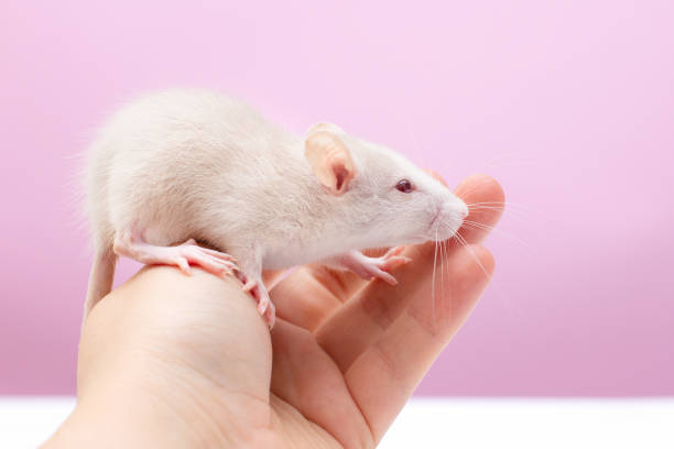 istock cute rat in hand on pink background 1387253663