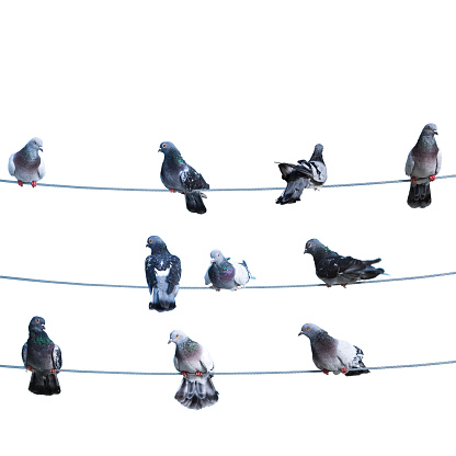 Flock of birds lined up on electrical wires