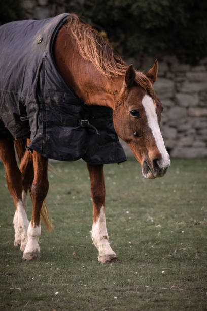 istock A horse in the meadow 1387256966
