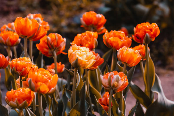 오렌지 튤립 꽃 클로즈업 - double tulip 뉴스 사진 이미지