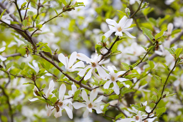 istock Magnolia kobus blossoms close up 1387257713