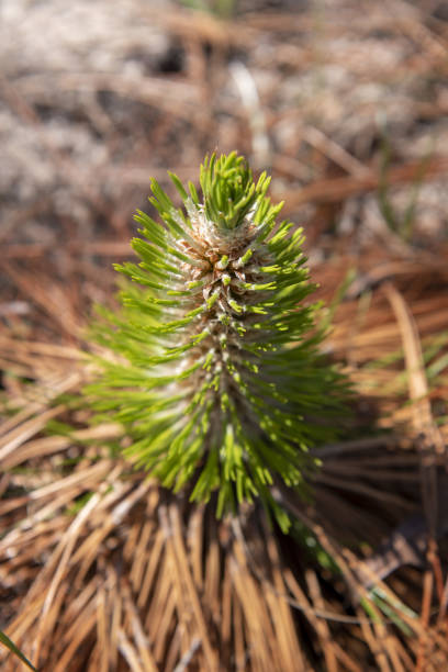 istock Close up of post-burn new growth on Longleaf Pine seedling with old needles on ground below 1387257990