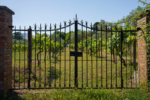 Vineyard through a gate near Viterbo, Lazio, Italy, at summer