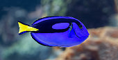 Close-up view of a palette surgeonfish