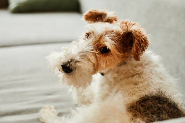 istock Cute Shaggy Dog on Couch 1387261894