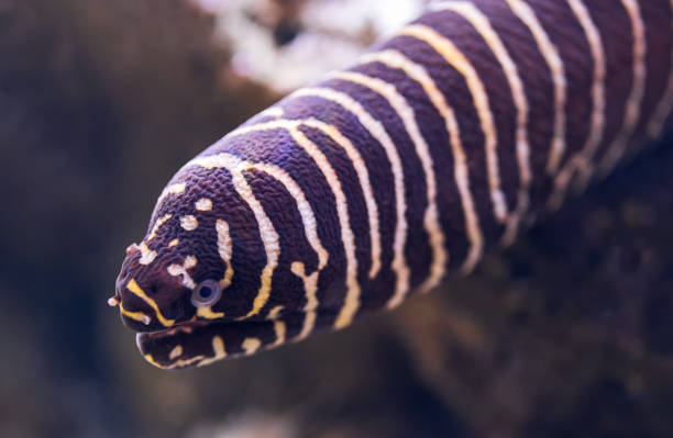 istock Close-up view of a zebra moray (Gymnomuraena zebra) 1387261993