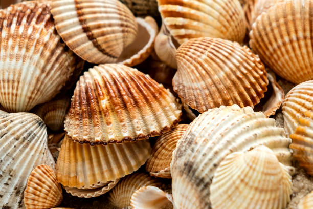 istock Piled scallop sea shells marine background 1387263570