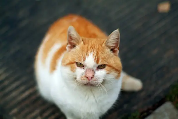 a fat white-red cat looks into the camera, in summer