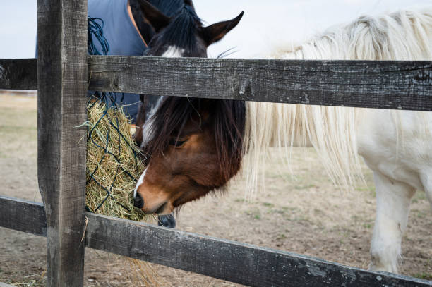istock Pony eating hay from slow feeder on a ranch 1387264939