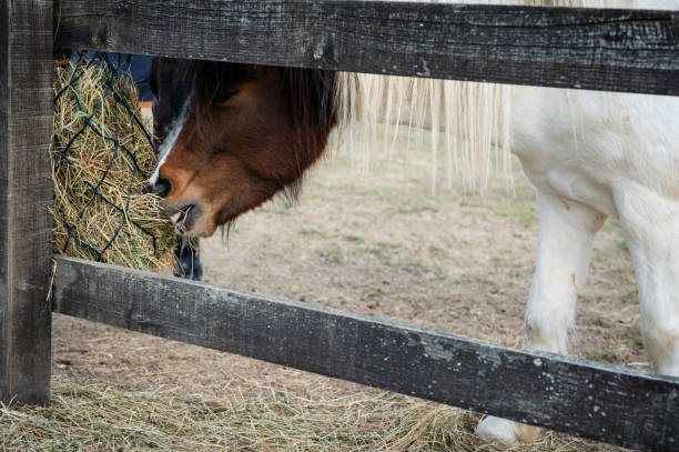 istock Pony eating hay from slow feeder on a ranch 1387264951
