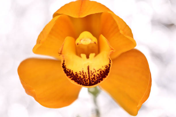 Orchids are plants belonging to the family Orchidaceae, a diverse and widespread group of flowering plants that are often colorful. There are nearly 1,000 genera and over 25,000 species of attractive flowering plants distributed throughout the world.