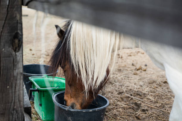 istock Thirsty pony drinking water from plastic bucket in paddock 1387264984