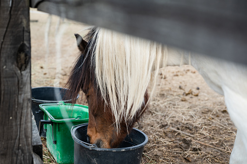 Thirsty Pony Drinking Water From Plastic Bucket In Paddock Stock Photo ...