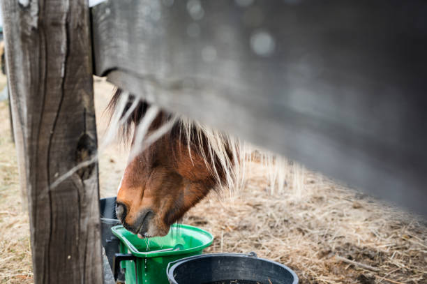 istock Thirsty pony drinking water from plastic bucket in paddock 1387264989